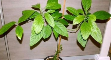 Jak pěstovat a pečovat o pecková avokáda doma